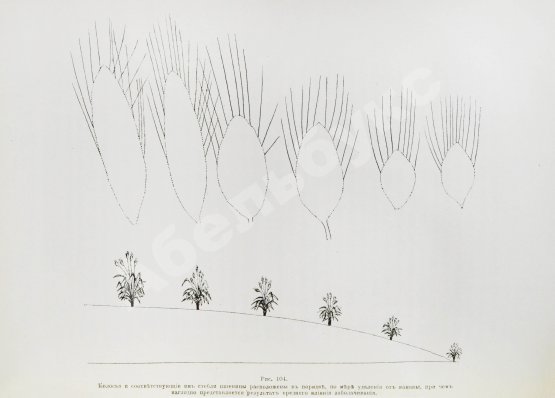 Антикварная книга Клинген, И.Н. Среди патриархов земледелия народов Ближнего и Дальнего Востока