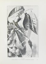 Клинген, И.Н. Среди патриархов земледелия народов Ближнего и Дальнего Востока