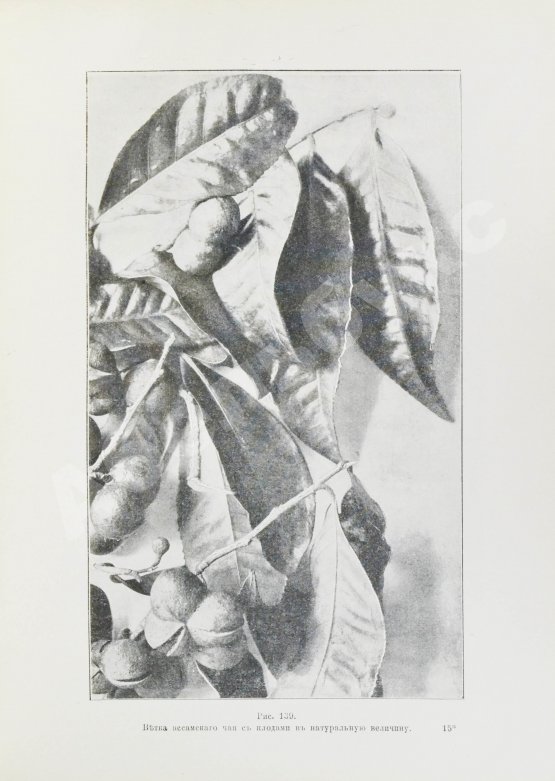 Антикварная книга Клинген, И.Н. Среди патриархов земледелия народов Ближнего и Дальнего Востока