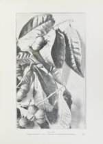 Клинген, И.Н. Среди патриархов земледелия народов Ближнего и Дальнего Востока