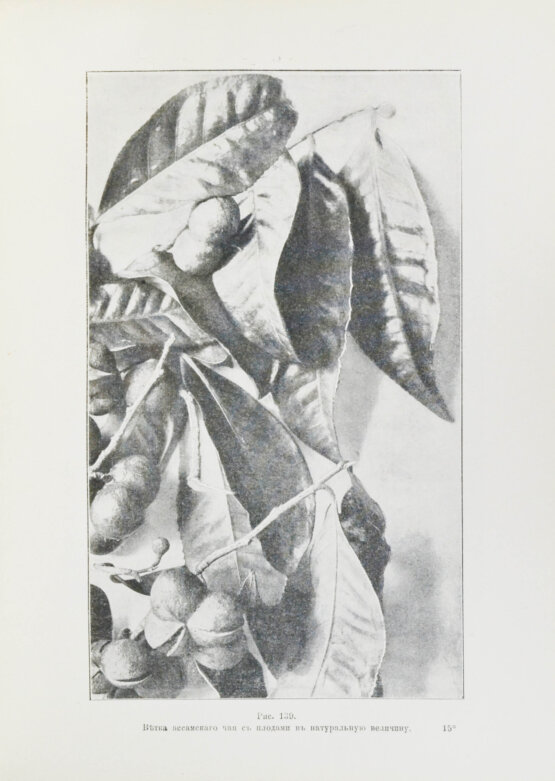 Антикварная книга Клинген, И.Н. Среди патриархов земледелия народов Ближнего и Дальнего Востока