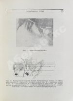 Гофунг, Е.М., Лукомский, И.Г. Стоматология