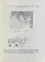 Гофунг, Е.М., Лукомский, И.Г. Стоматология