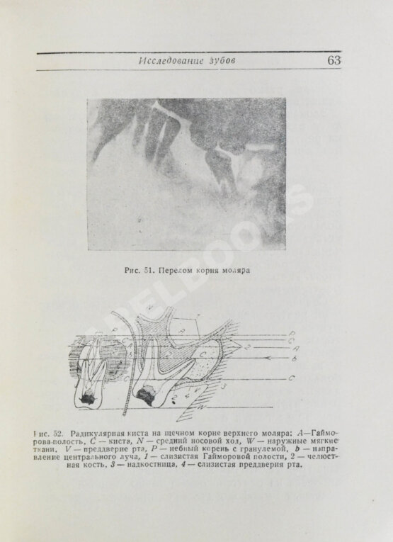 Антикварная книга Гофунг, Е.М., Лукомский, И.Г. Стоматология