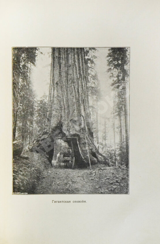 Антикварная книга Америка. Иллюстрированный географический сборник