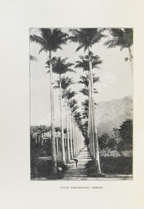 Антикварная книга Америка. Иллюстрированный географический сборник