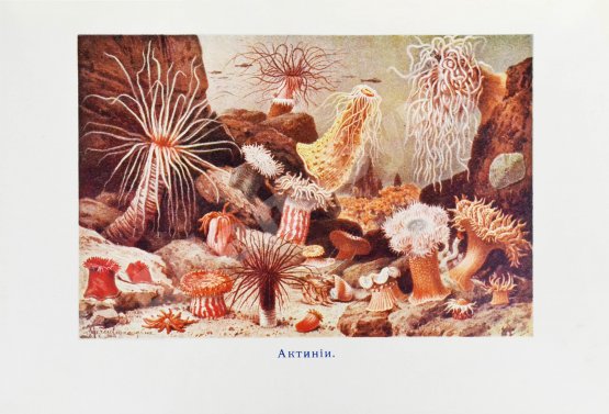 Антикварная книга Васильковский, П.Е. Чудеса подводного царства. Популярные очерки из жизни обитателей вод