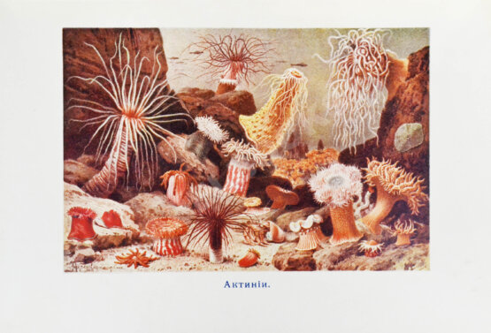 Антикварная книга Васильковский, П.Е. Чудеса подводного царства. Популярные очерки из жизни обитателей вод