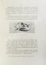 Васильковский, П.Е. Чудеса подводного царства. Популярные очерки из жизни обитателей вод