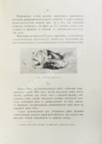 Васильковский, П.Е. Чудеса подводного царства. Популярные очерки из жизни обитателей вод