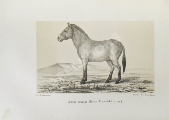 Антикварная книга Пржевальский, Н.М. Из Зайсана через Хами в Тибет и на верховья Жёлтой реки.