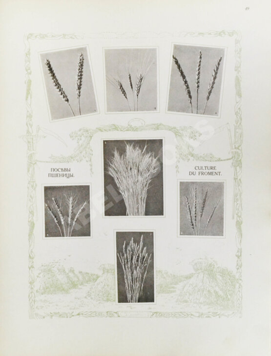 Антикварная книга Сельскохозяйственный промысел в России