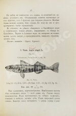 Варпаховский, Н.А. Определитель пресноводных рыб Европейской России