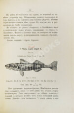 Варпаховский, Н.А. Определитель пресноводных рыб Европейской России