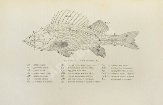 Варпаховский, Н.А. Определитель пресноводных рыб Европейской России