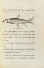 Варпаховский, Н.А. Определитель пресноводных рыб Европейской России
