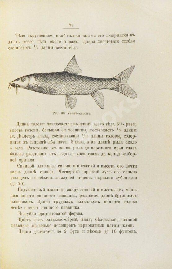 Варпаховский, Н.А. Определитель пресноводных рыб Европейской России