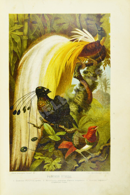 Антикварная книга Брэм, А. Жизнь животных Брэма