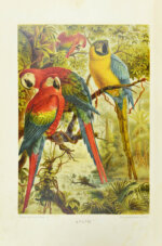 Брэм, А. Жизнь животных Брэма