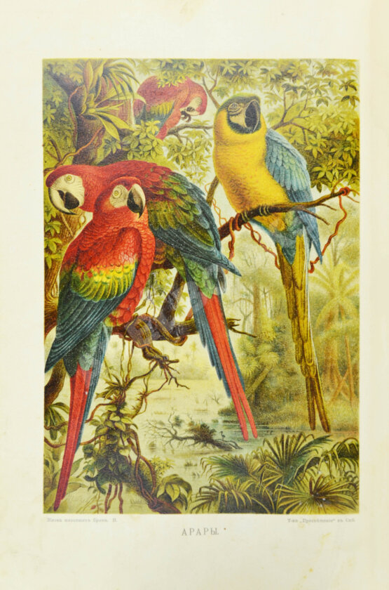 Антикварная книга Брэм, А. Жизнь животных Брэма