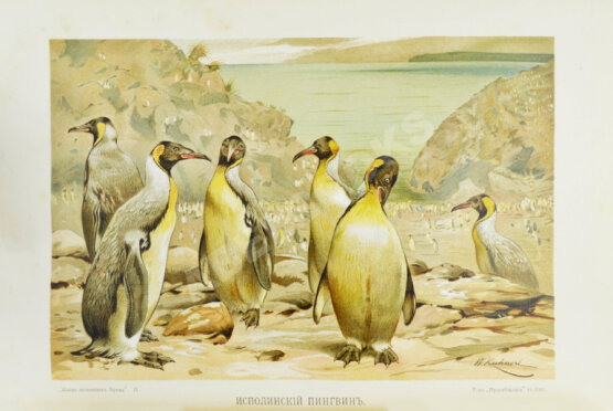 Антикварная книга Брэм, А. Жизнь животных Брэма