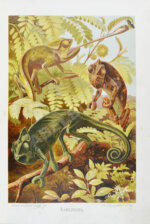 Брэм, А. Жизнь животных Брэма