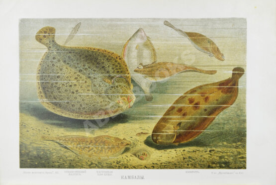 Антикварная книга Брэм, А. Жизнь животных Брэма