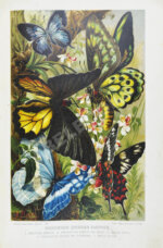 Брэм, А. Жизнь животных Брэма