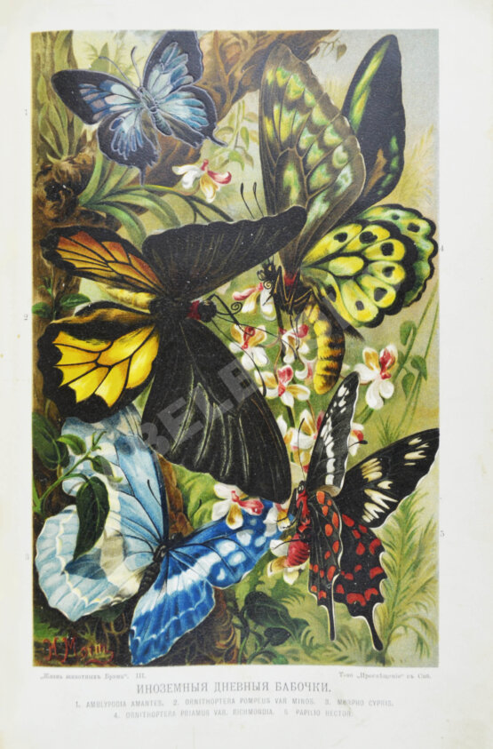 Антикварная книга Брэм, А. Жизнь животных Брэма