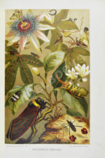 Брэм, А. Жизнь животных Брэма