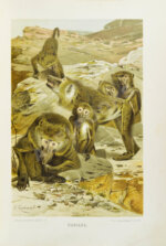 Брэм, А. Жизнь животных Брэма