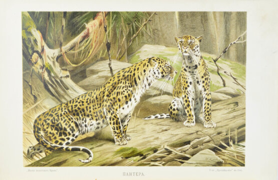 Антикварная книга Брэм, А. Жизнь животных Брэма