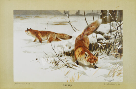 Антикварная книга Брэм, А. Жизнь животных Брэма