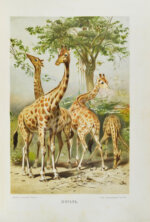 Брэм, А. Жизнь животных Брэма