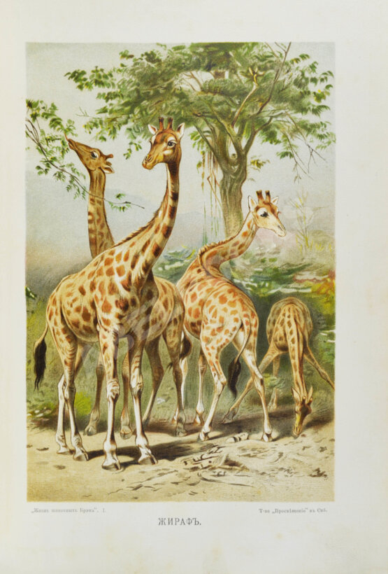 Антикварная книга Брэм, А. Жизнь животных Брэма