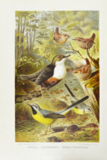 Брэм, А. Жизнь животных Брэма