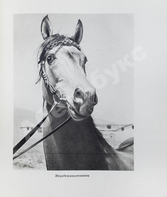 Антикварная книга Скосырев, П.Г. Туркменистан