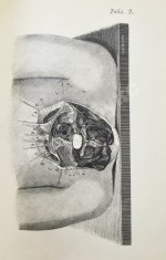 Пирогов, Н.И. Хирургическая анатомия артериальных стволов и фасций