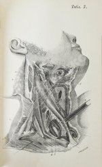 Пирогов, Н.И. Хирургическая анатомия артериальных стволов и фасций