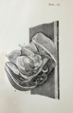 Пирогов, Н.И. Хирургическая анатомия артериальных стволов и фасций