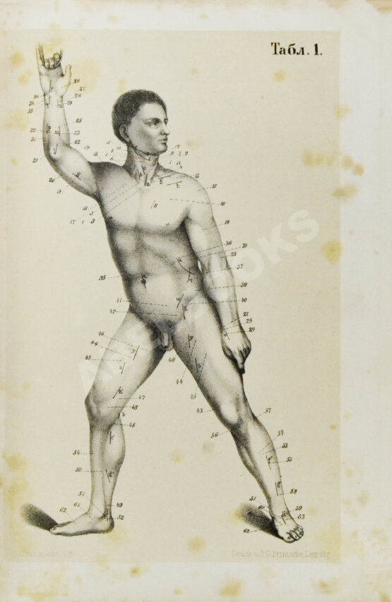 Пирогов, Н.И. Хирургическая анатомия артериальных стволов и фасций