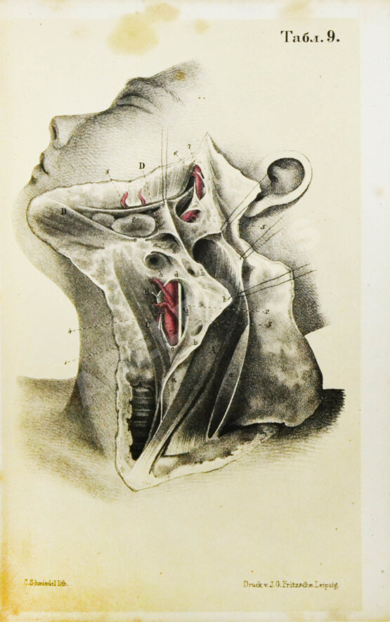 Пирогов, Н.И. Хирургическая анатомия артериальных стволов и фасций