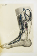 Пирогов, Н.И. Хирургическая анатомия артериальных стволов и фасций