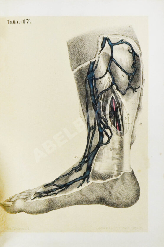 Пирогов, Н.И. Хирургическая анатомия артериальных стволов и фасций