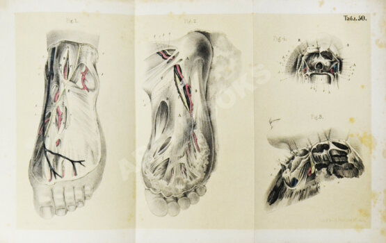 Пирогов, Н.И. Хирургическая анатомия артериальных стволов и фасций