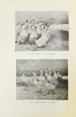 Жук, Н.Л. Краткие справочные сведения о хозяйствах, разводящих птицу, кроликов и коз