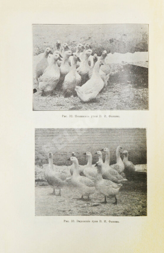 Антикварная книга Жук, Н.Л. Краткие справочные сведения о хозяйствах, разводящих птицу, кроликов и коз