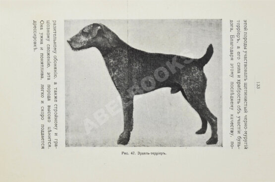 Антикварная книга Шенец, А.Ф. Породы собак, воспитание и дрессировка комнатных и натаска подружейных