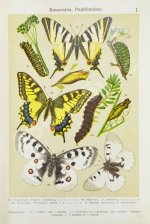 Берге, Ф. Маленький атлас бабочек для начинающих собирателей