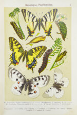 Берге, Ф. Маленький атлас бабочек для начинающих собирателей